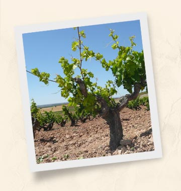Ribera de Duero Terroir2