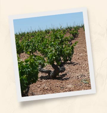 Ribera de Duero Terroir3